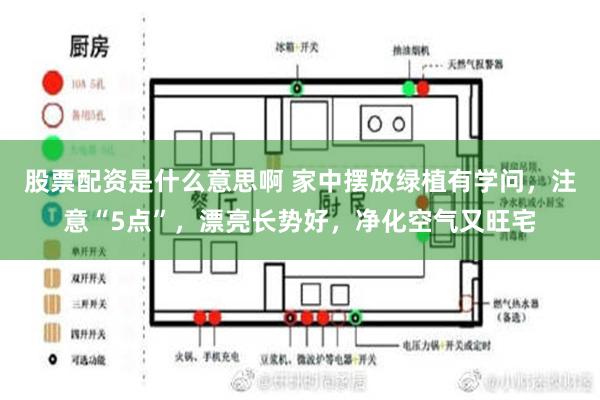 股票配资是什么意思啊 家中摆放绿植有学问，注意“5点”，漂亮长势好，净化空气又旺宅