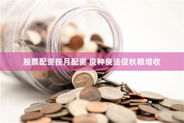 股票配资按月配资 良种良法促秋粮增收